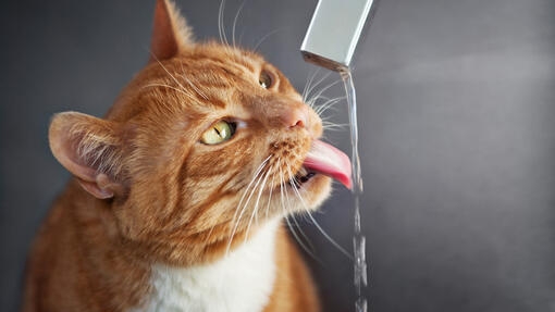 cat-drinking-water-from-a-tap